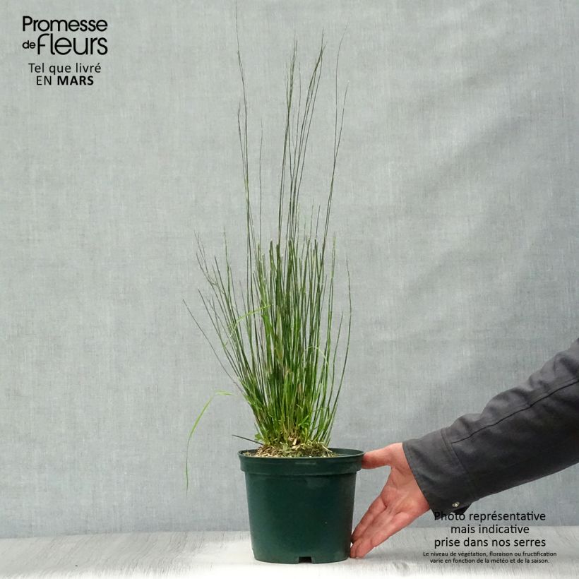 Example of Restio tetraphyllus - Vierblättriger Restio Topf mit 2L/3L as you get in printemps