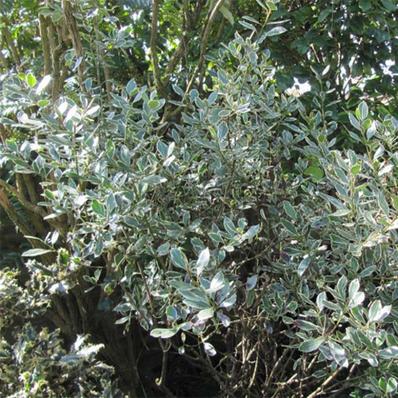 Rhamnus alaternus Argenteovariegata - Immergrüner Kreuzdorn (Foliage)