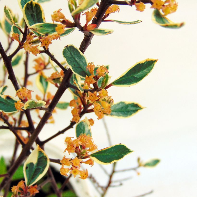 Rhamnus alaternus Argenteovariegata - Immergrüner Kreuzdorn (Flowering)