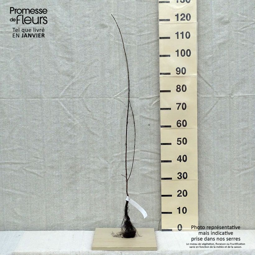 Exemplar von Rhamnus catharticus - Purgier-Kreuzdorn / Wegedorn Wurzelnackt wie im Winter geliefert