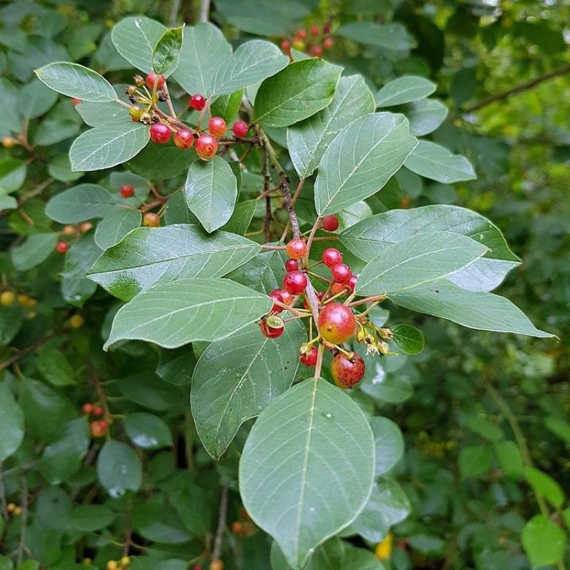 Rhamnus frangula - Faulbaum (Foliage)