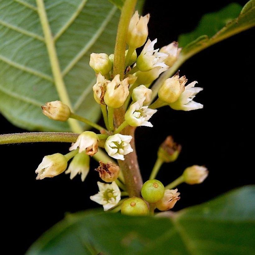 Rhamnus frangula - Faulbaum (Flowering)