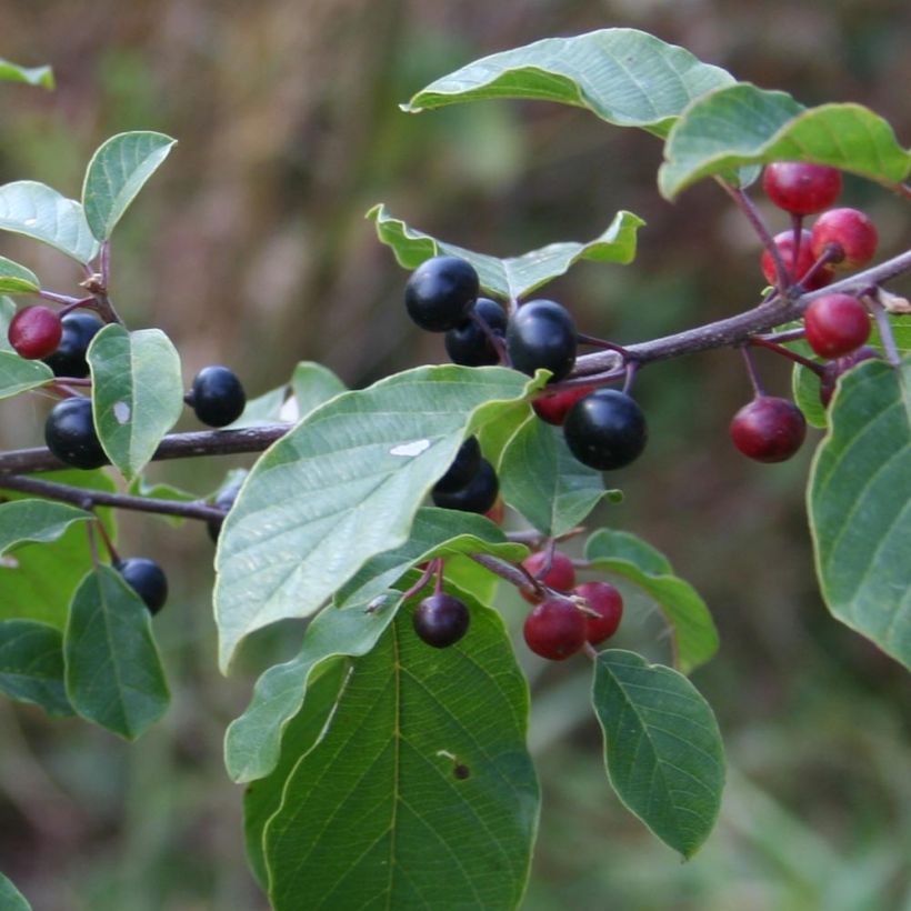 Rhamnus frangula - Faulbaum (Harvest)