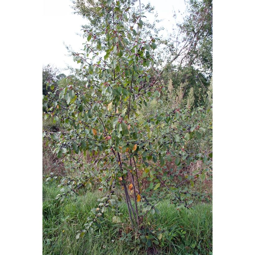 Rhamnus frangula - Faulbaum (Plant habit)