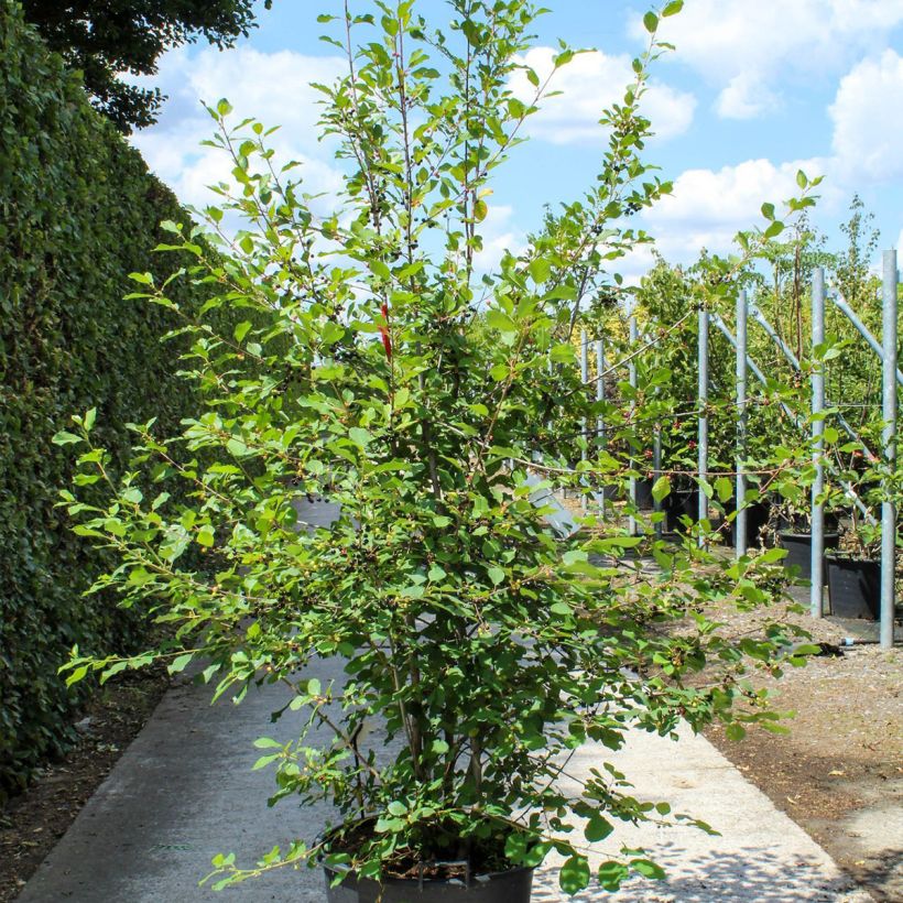 Example of Rhamnus frangula - Faulbaum Topf mit 70L/75L, Mehrstämmiger Baum as you get in printemps