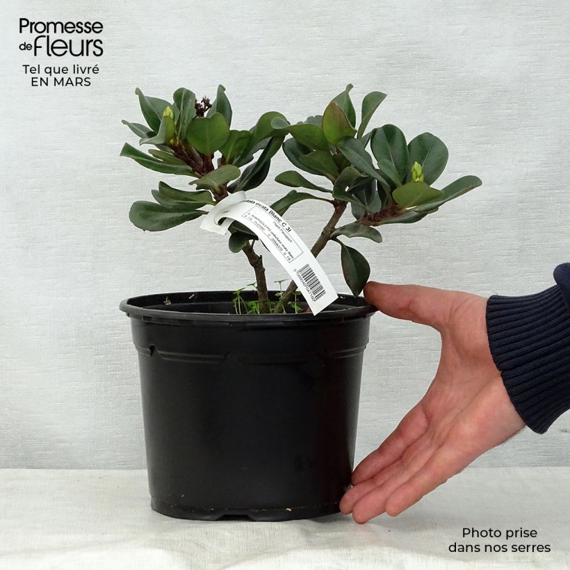 Exemplar von Rhaphiolepis umbellata Ovata Topf mit 2L/3L wie im Frühjahr geliefert