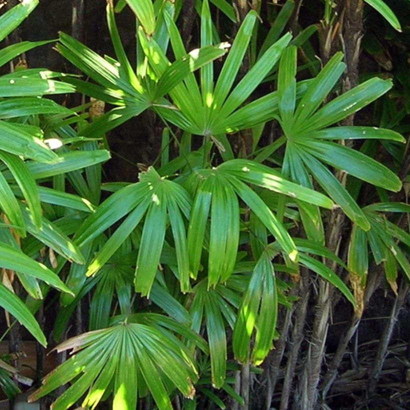 Rhapis excelsa (Foliage)