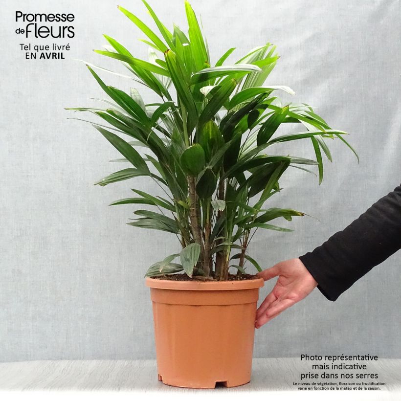 Example of Rhapis excelsa Topf mit 7,5L/10L as you get in printemps