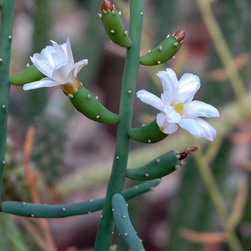Rhipsalis baccifera - Cactus-jonc fructifère (Blüte)