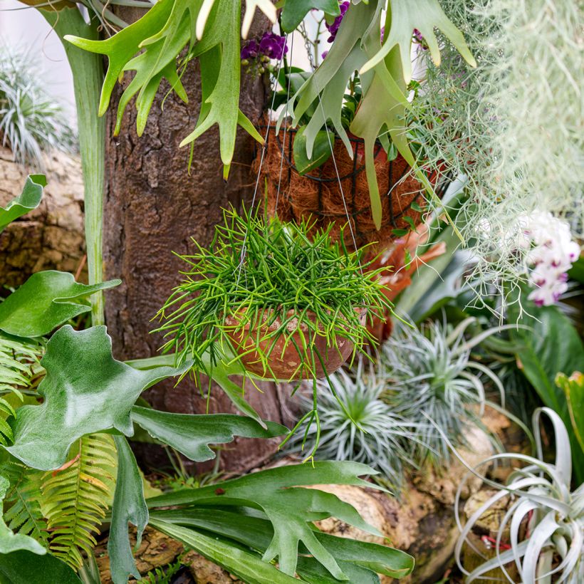 Rhipsalis baccifera - Cactus-jonc fructifère (Wuchs)