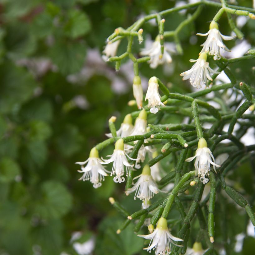 Rhipsalis cereuscula - Cactus corail (Blüte)