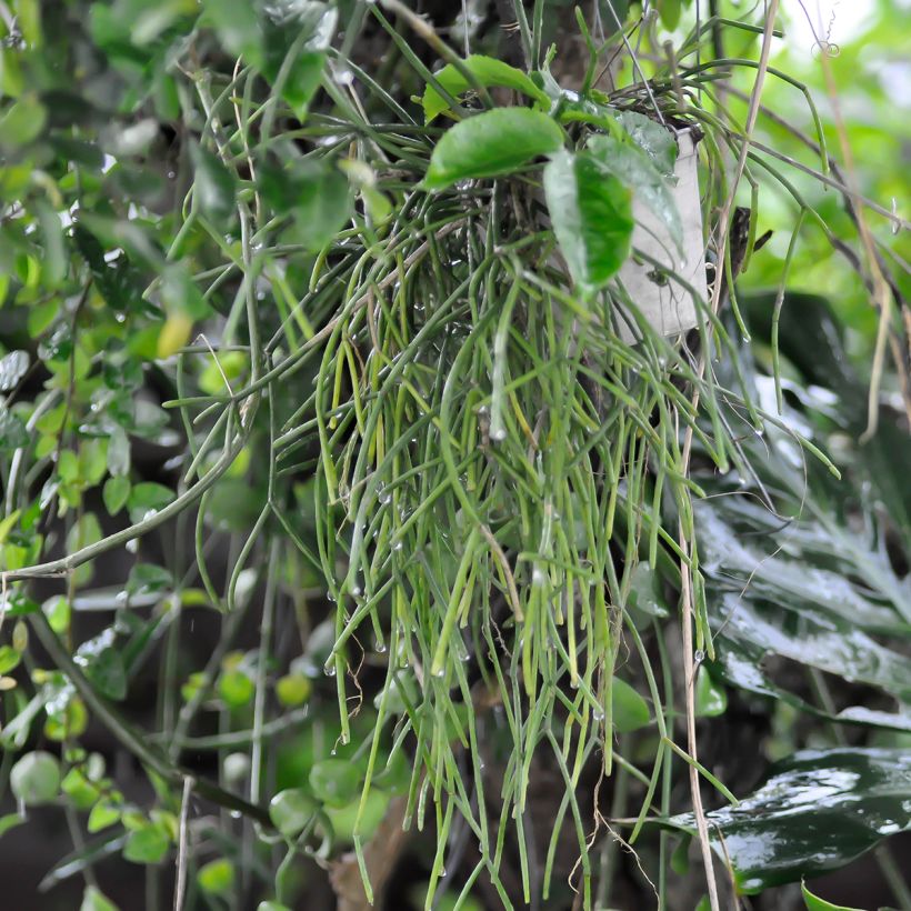 Rhipsalis cereuscula - Cactus corail (Wuchs)