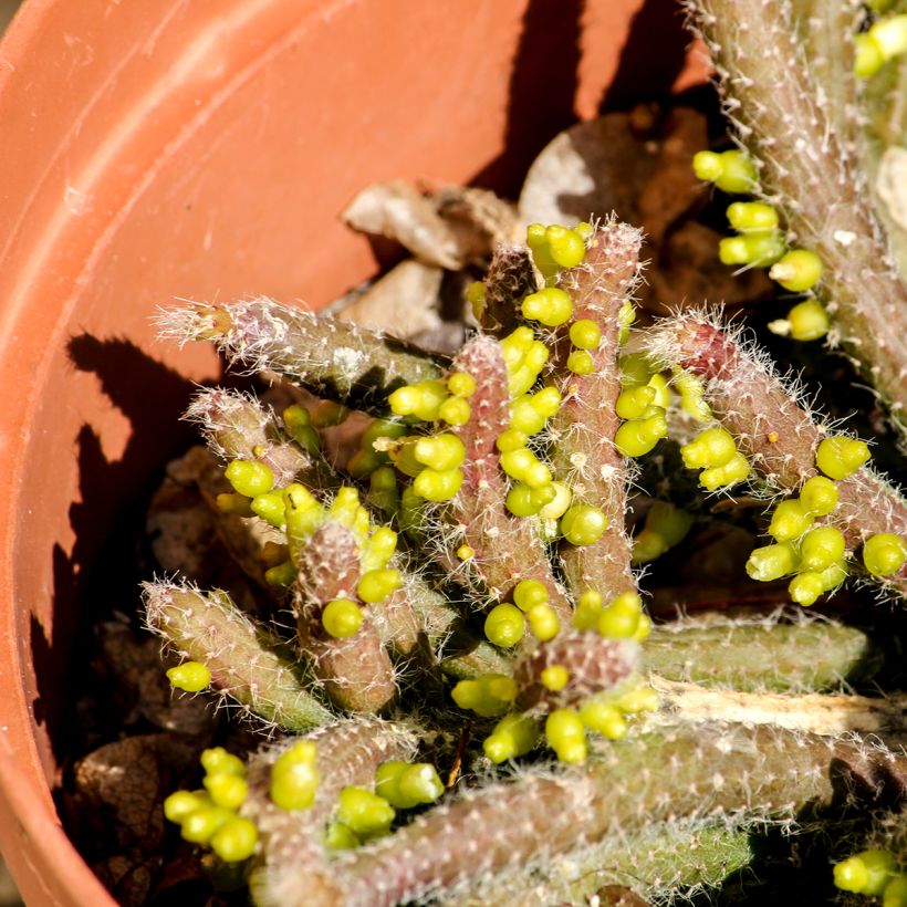 Rhipsalis horrida - Cactus-gui (Laub)
