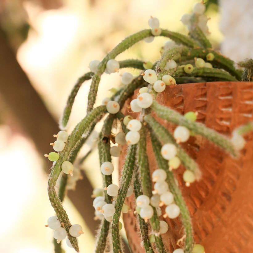 Rhipsalis horrida - Cactus-gui (Ernte)