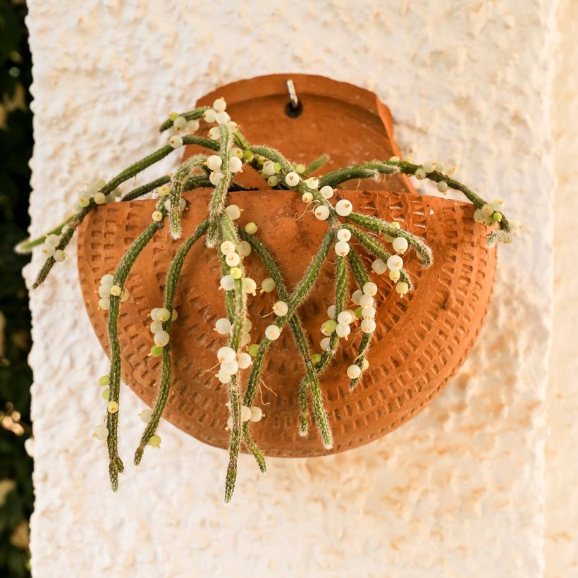 Rhipsalis horrida - Cactus-gui (Wuchs)