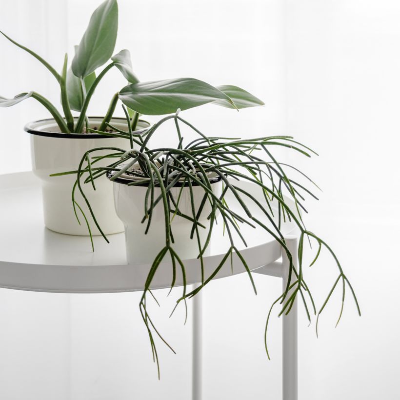 Rhipsalis cassutha - Korallenkaktus (Wuchs)