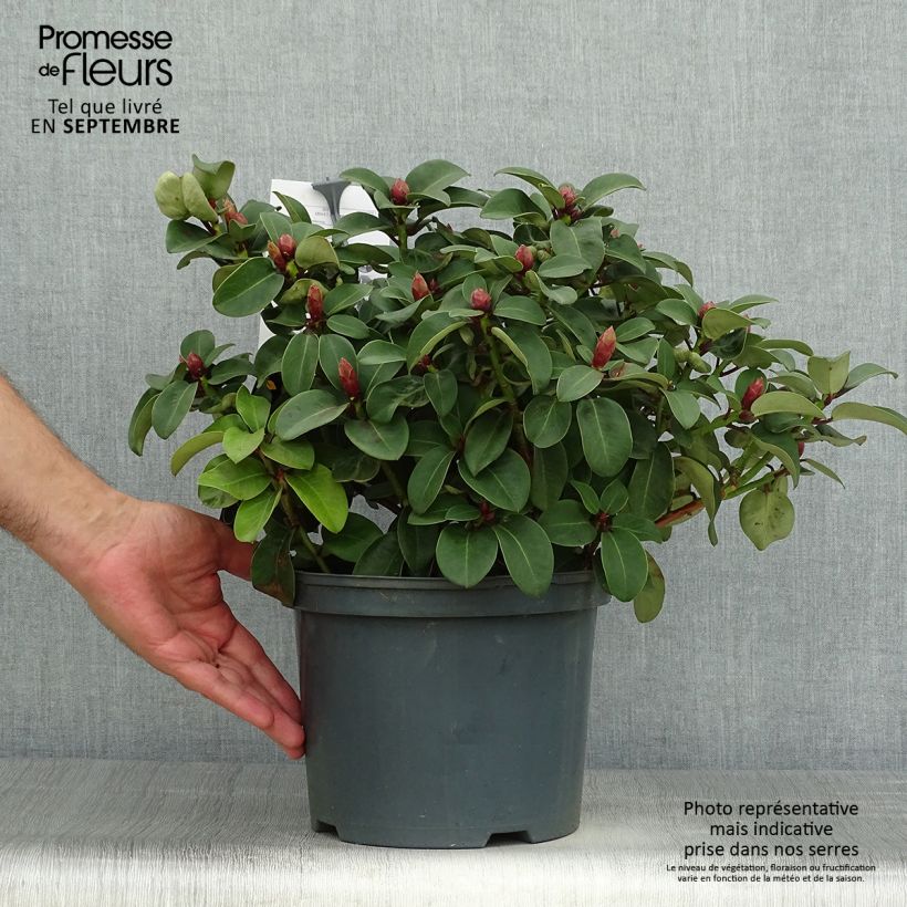 Exemplar von Rhododendron williamsianum Gartendirektor Glocker Pot de 4L/5L wie im Herbst geliefert