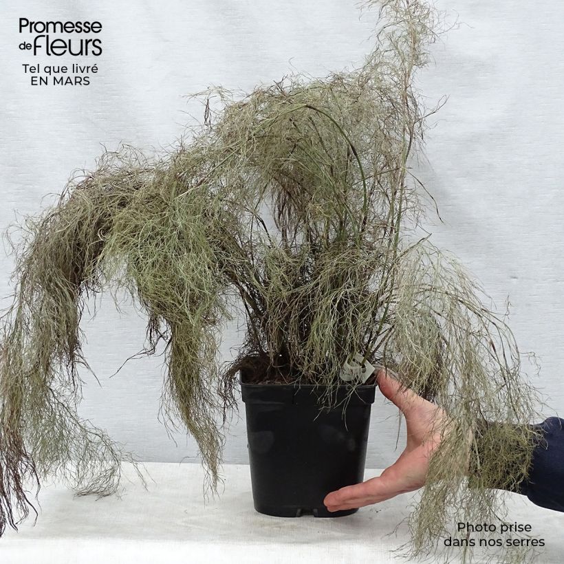 Example of Rhodocoma gigantea - Restio Topf mit 2L/3L as you get in printemps