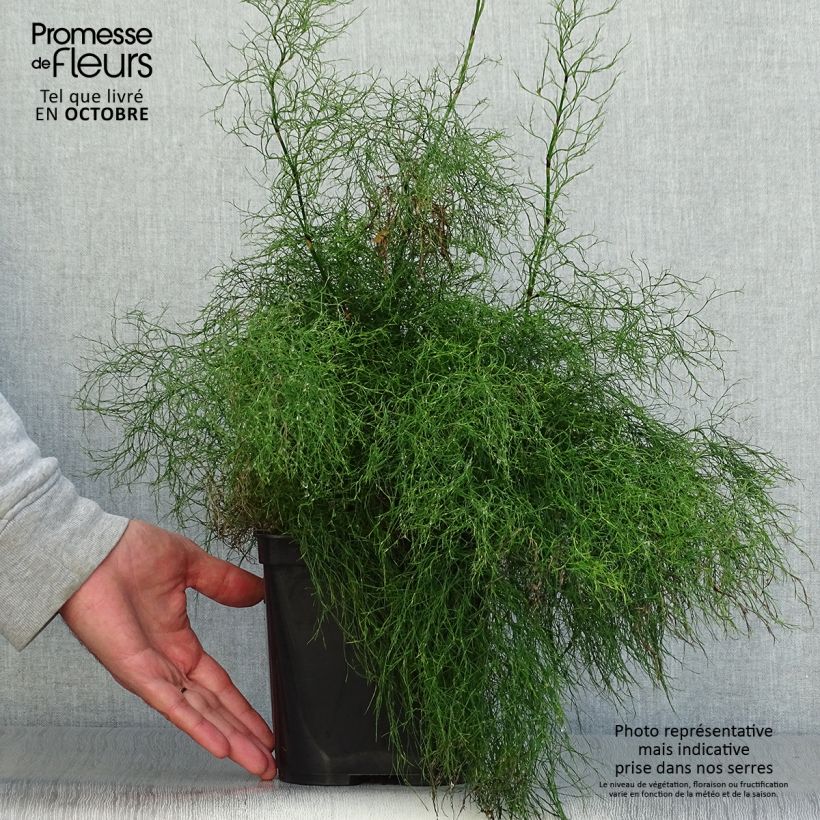 Exemplar von Rhodocoma gigantea - Restio Topf mit 2L/3L wie im Herbst geliefert
