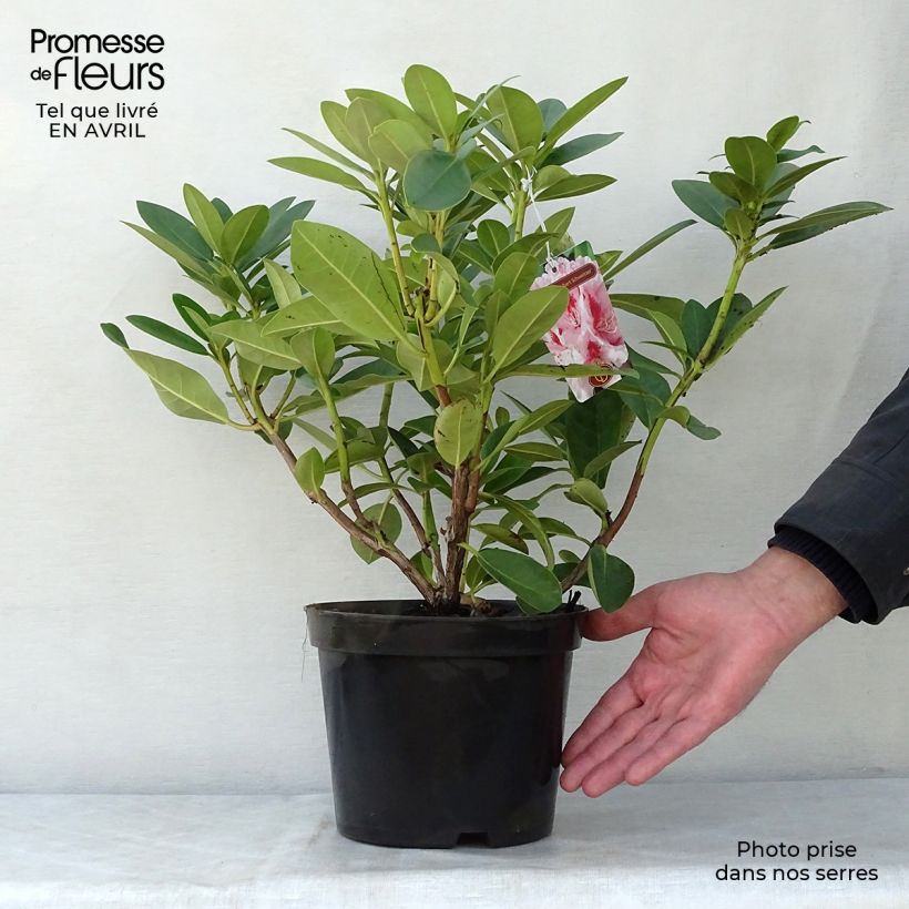 Example of Rhododendron Albert Schweitzer Topf mit 4L/5L as you get in printemps