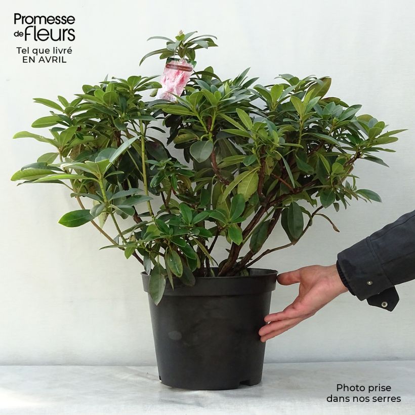 Example of Rhododendron Albert Schweitzer Topf mit 7,5L/10L as you get in printemps