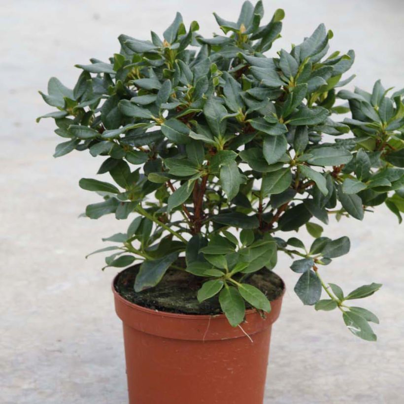 Rhododendron Baden-Baden (Wuchs)