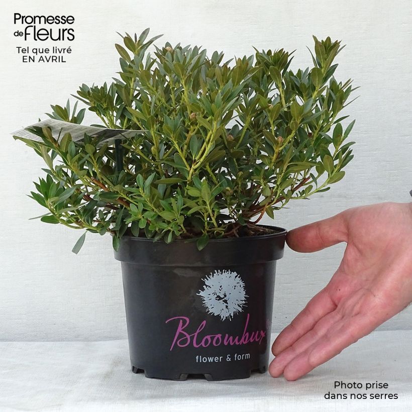 Example of Rhododendron INKARHO Bloombux Topf mit 2L/3L as you get in printemps