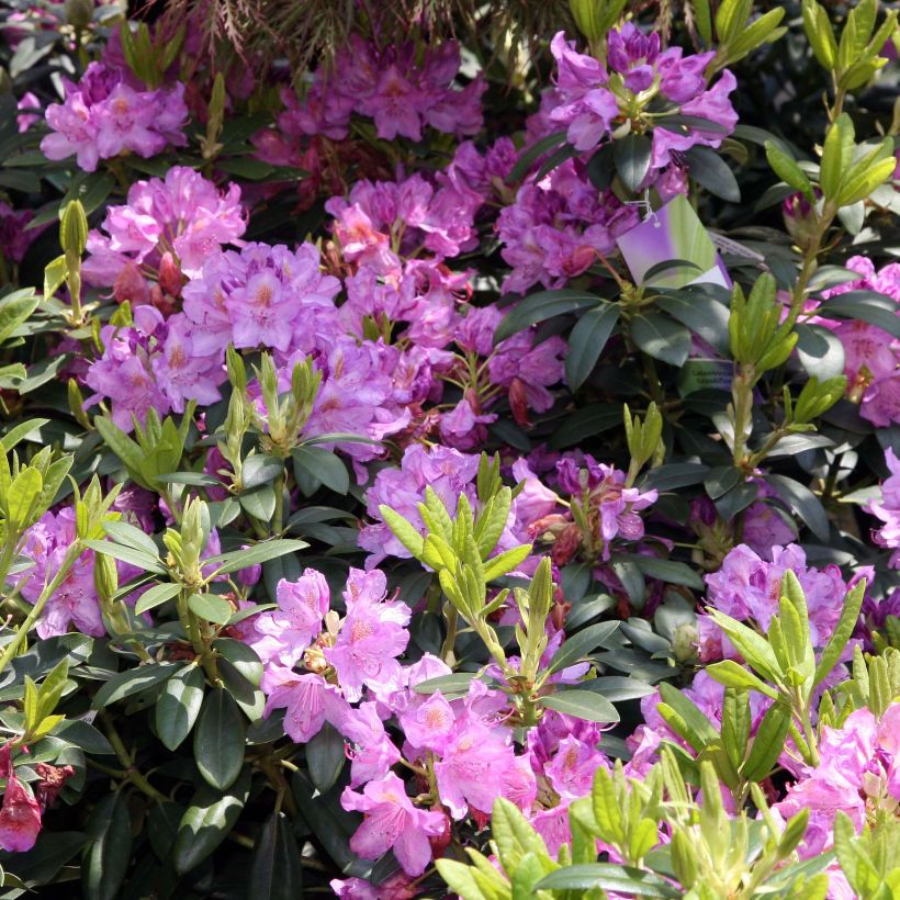 Rhododendron catawbiense Grandiflorum (Flowering)