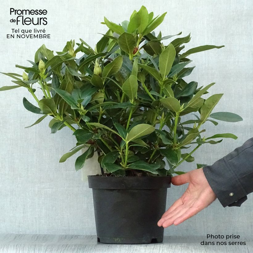 Exemplar von Rhododendron Cunningham's White Topf mit 4L/5L wie im Herbst geliefert