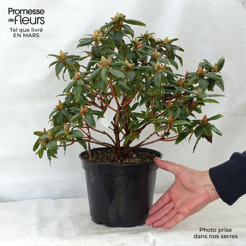 Example of Rhododendron Dora Amateis Topf mit 3L/4L as you get in printemps