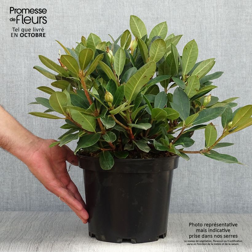 Exemplar von Rhododendron yakushimanum Dream Land Topf mit 3L/4L wie im Herbst geliefert