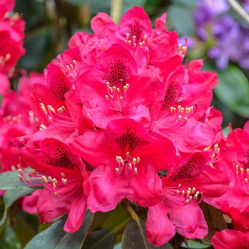 Rhododendron Elisabeth (Flowering)