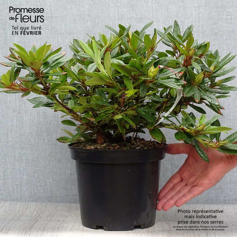 Exemplar von Rhododendron Elisabeth Topf mit 4L/5L wie im Herbst geliefert