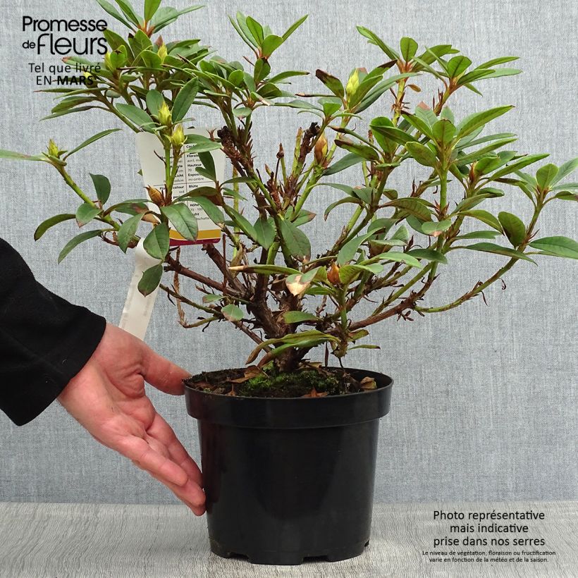 Exemplar von Rhododendron Elizabeth Red Foliage Topf mit 2L/3L wie im Frühjahr geliefert