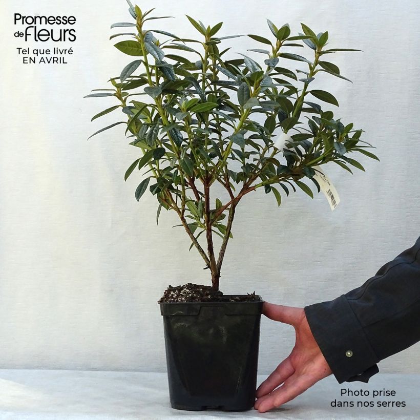 Exemplar von Rhododendron Fragrantissimum Topf mit 3L/4L wie im Frühjahr geliefert