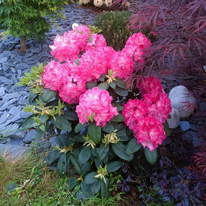 Rhododendron Germania (Wuchs)