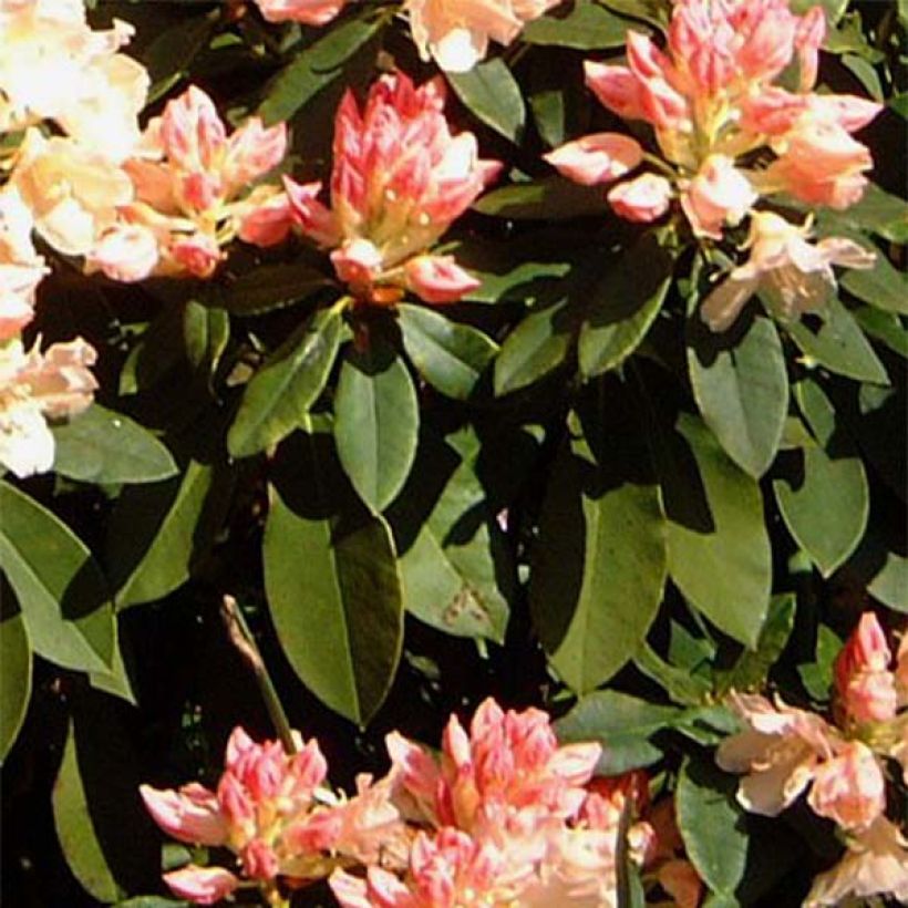 Rhododendron yakushimanum Golden Torch (Foliage)