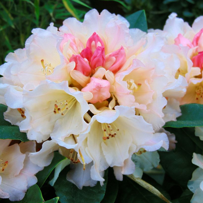 Rhododendron yakushimanum Golden Torch (Flowering)