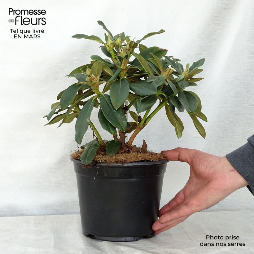Example of Rhododendron yakushimanum Golden Torch Topf mit 3L/4L as you get in printemps