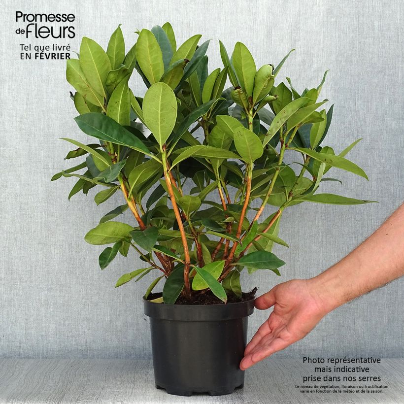 Exemplar von Rhododendron Gomer Waterer Topf mit 3L/4L wie im Herbst geliefert