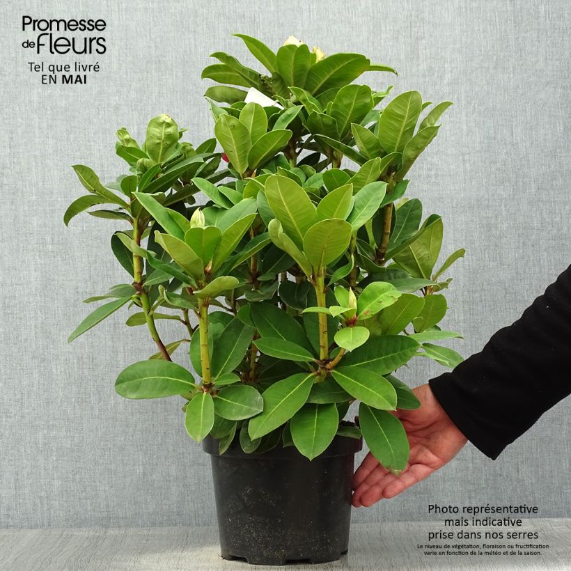 Example of Rhododendron Halfdan Lem Topf mit 4L/5L as you get in printemps
