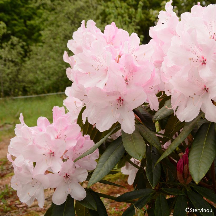 Rhododendron Halopeanum (Blüte)