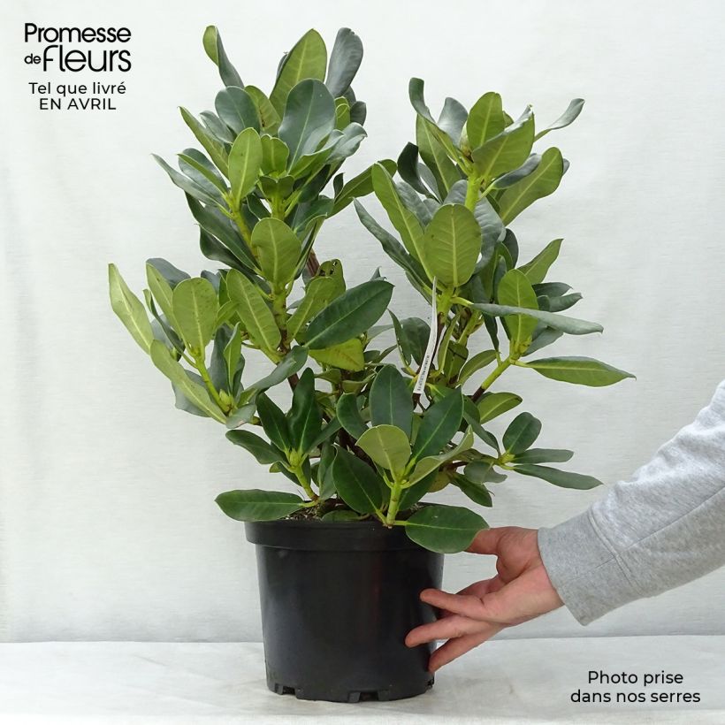 Exemplar von Rhododendron Horizon Monarch Topf mit 4L/5L wie im Frühjahr geliefert