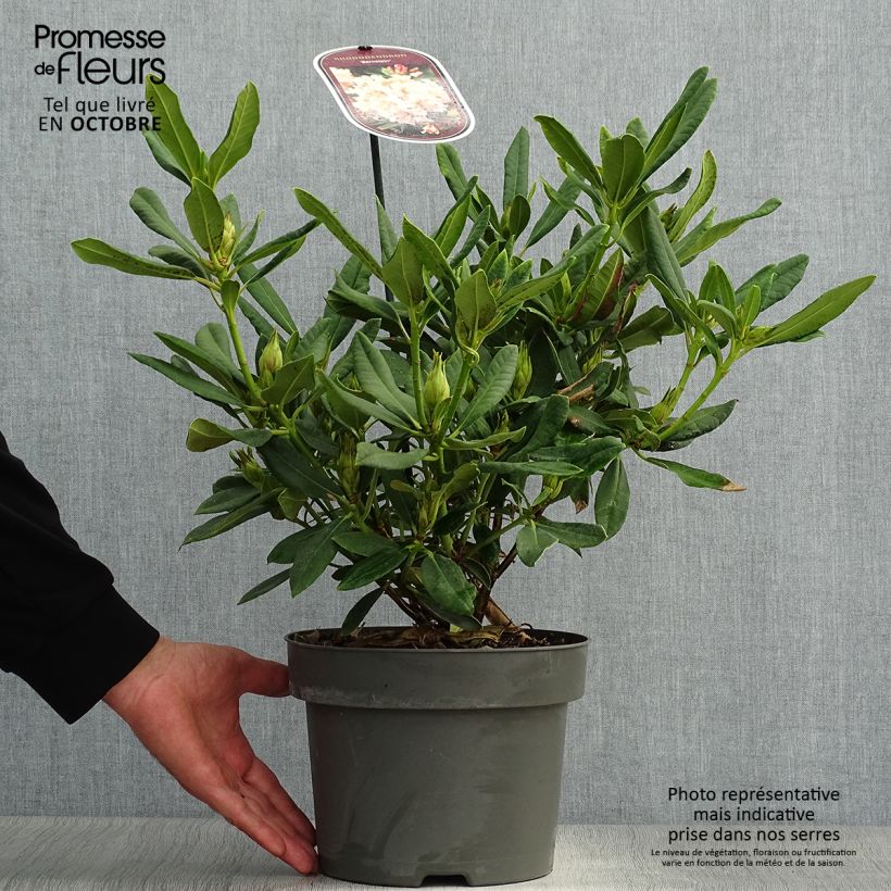 Exemplar von Rhododendron INKARHO Bernstein Topf mit 4L/5L wie im Herbst geliefert