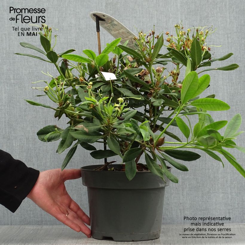 Exemplar von Rhododendron INKARHO Bernstein Topf mit 4L/5L wie im Frühjahr geliefert