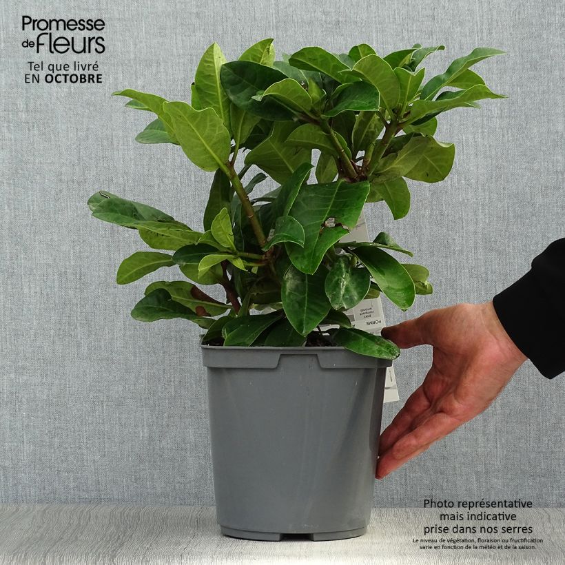 Exemplar von Rhododendron INKARHO Furnivall's Daughter. Topf mit 3L/4L wie im Herbst geliefert