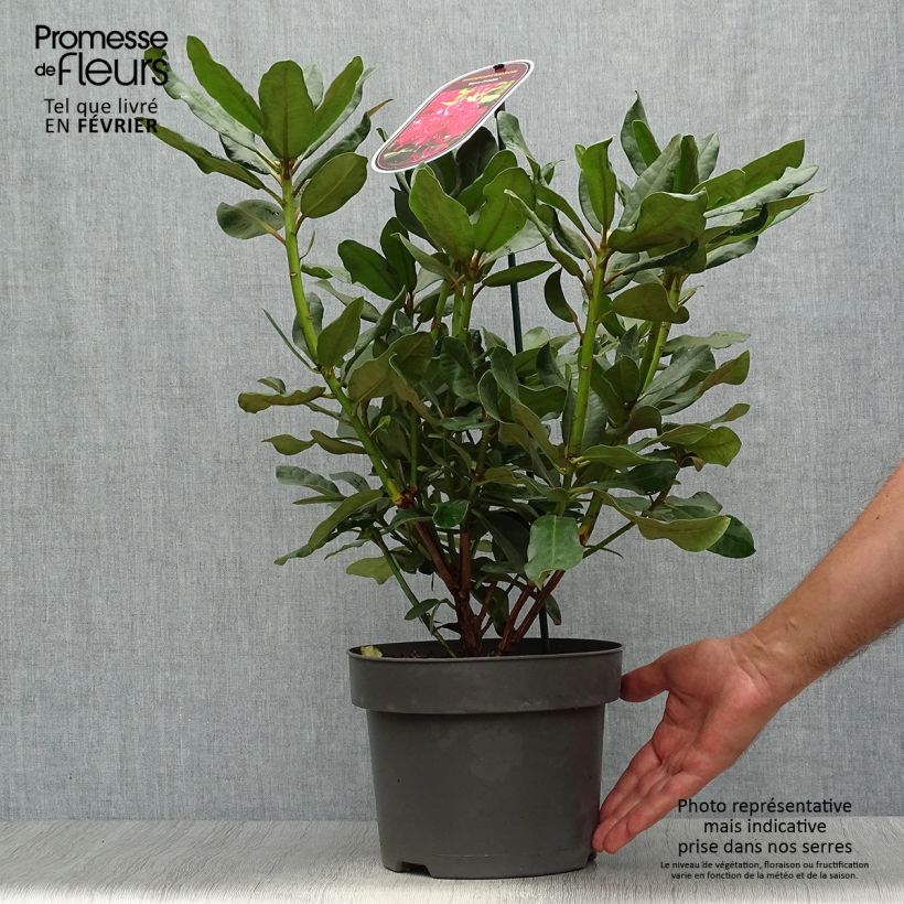 Exemplar von Rhododendron INKARHO Nova Zembla Topf mit 4L/5L wie im Herbst geliefert