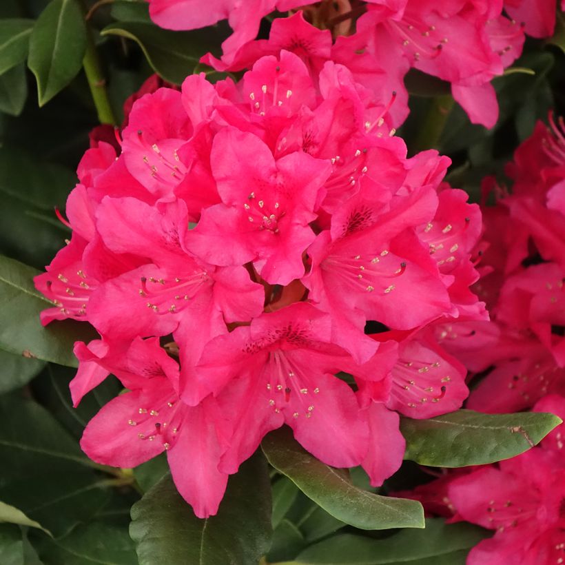 Rhododendron INKARHO Nova Zembla (Blüte)