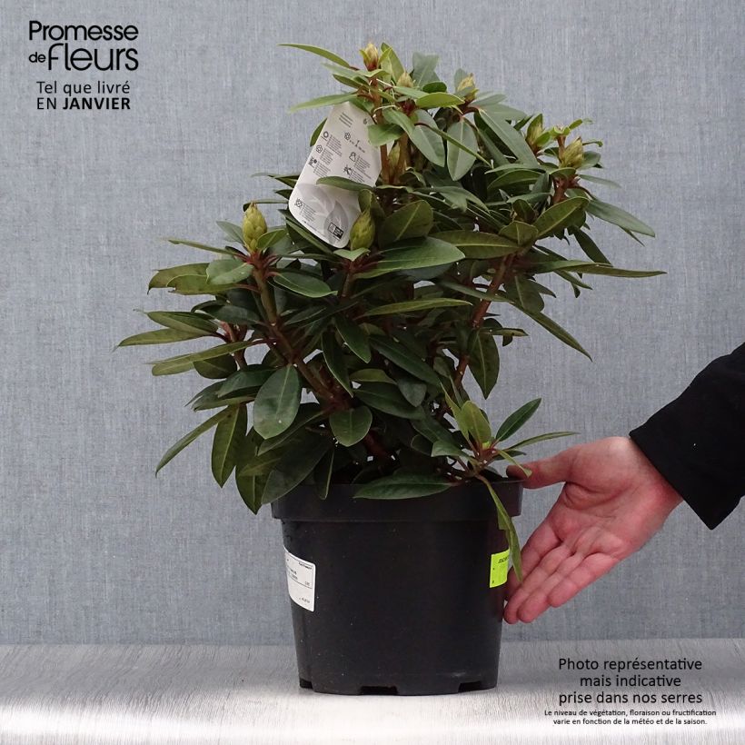 Exemplar von Rhododendron Kokardia Topf mit 2L/3L wie im Winter geliefert