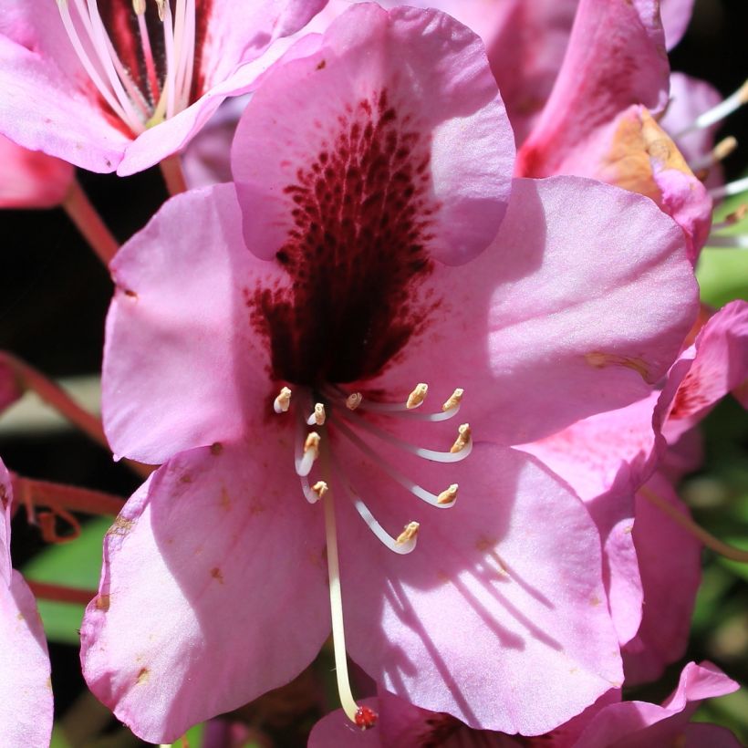 Rhododendron Kokardia (Blüte)